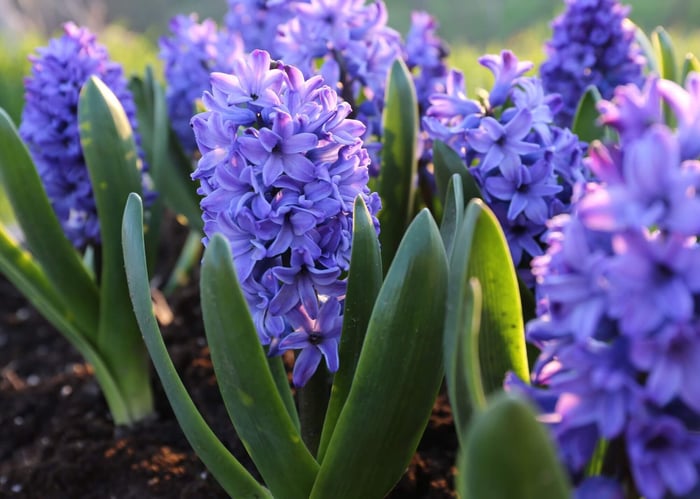 Make Room in Your Garden for Hyacinths - Longfield Gardens