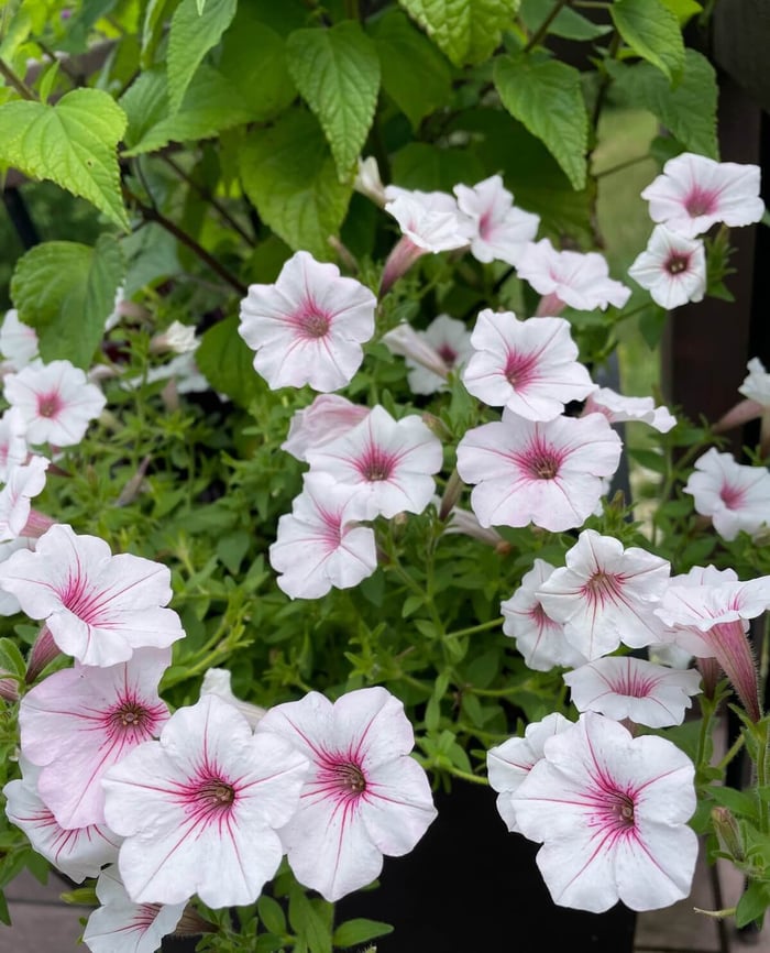 How and Why to Deadhead Flowers - Longfield Gardens