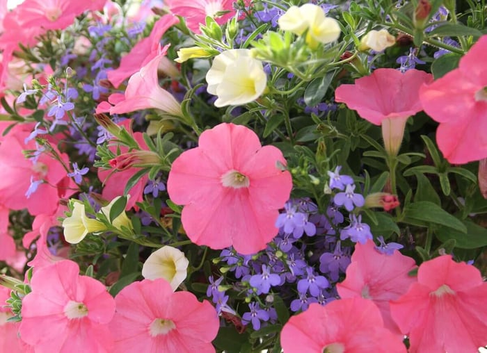 How to Use Pink in Your Flower Garden - Longfield Gardens