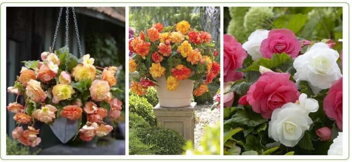 Forcing Tuberous Begonias Indoors - Longfield Gardens