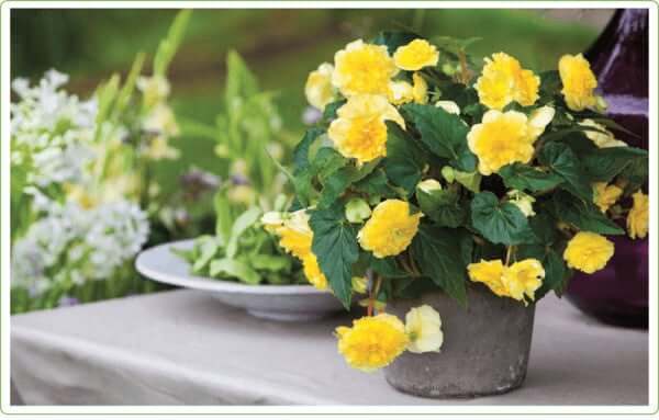 Forcing Tuberous Begonias Indoors - Longfield Gardens