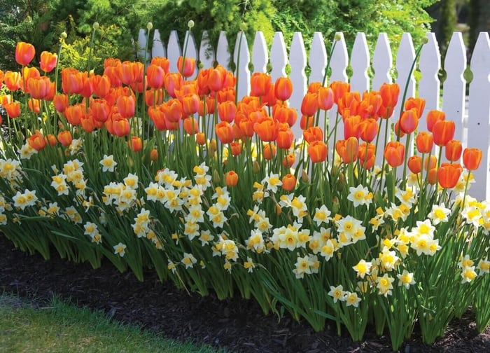 picket_fence.jpg?v=1765891274