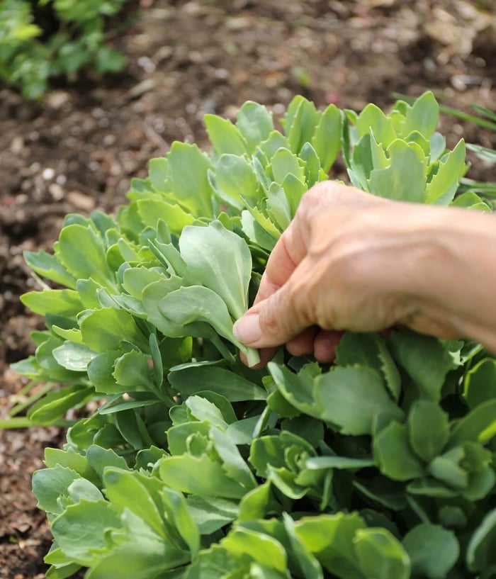 The Chelsea Chop How and Why to Prune Perennials - Longfield Gardens