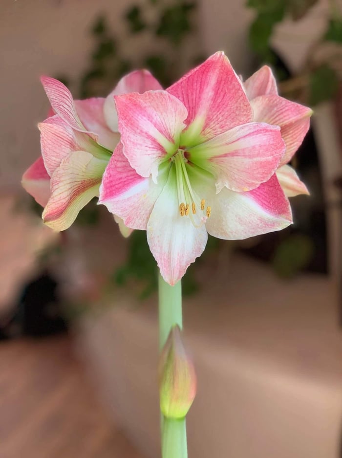 5 Creative Ways to Gift Amaryllis - Longfield Gardens