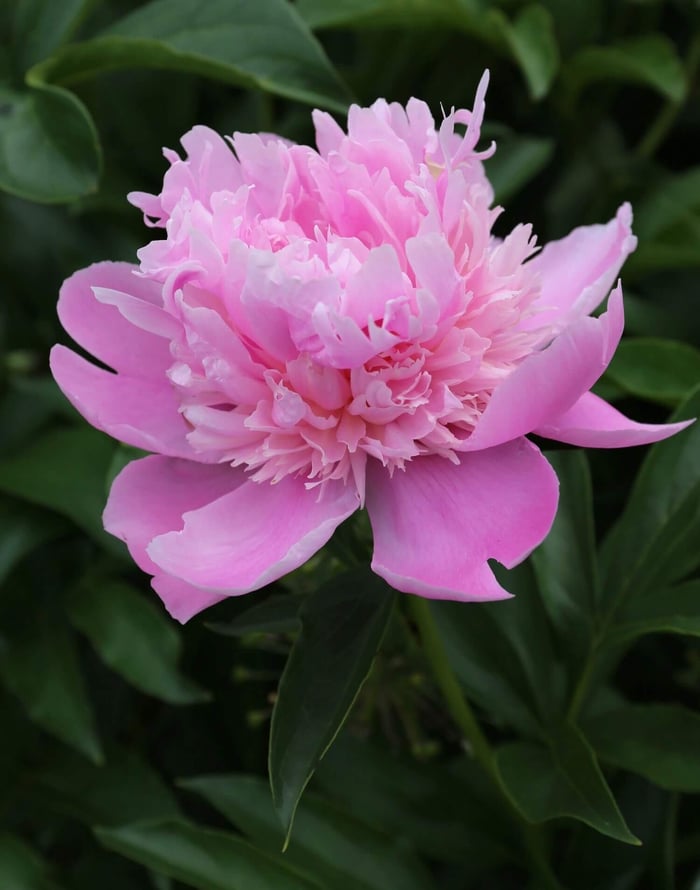 pink-bomb-peony