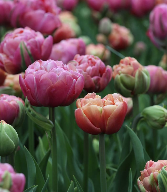 What to Plant This Fall: Inspiration from Holland - Longfield Gardens