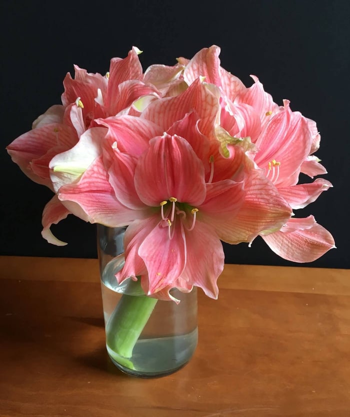 Discover the Beauty of Double Amaryllis - Longfield Gardens