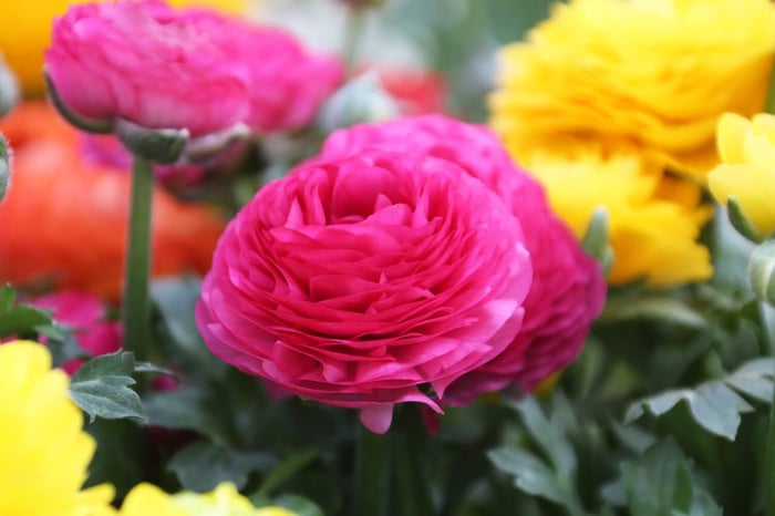 How to Grow Ranunculus in Zones 4-6 - Longfield Gardens