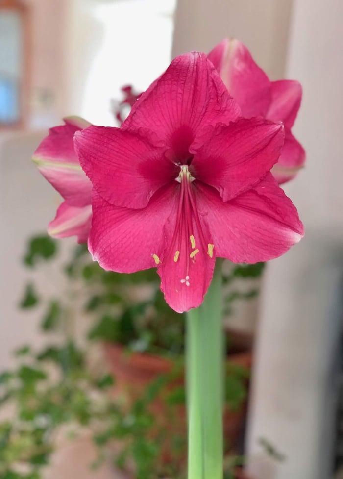 Amaryllis of a Different Color - Longfield Gardens