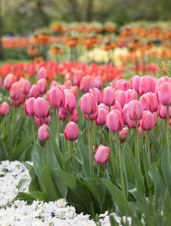 Perfectly Pink Tulips - Longfield Gardens