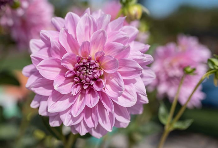 Dinnerplate Dahlias Tips for Success - Longfield Gardens
