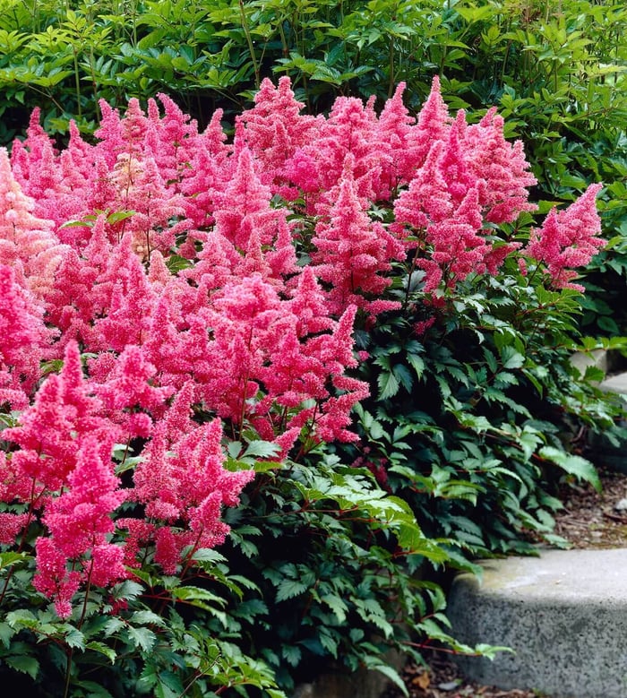pink_astilbe.jpg?v=1765891602