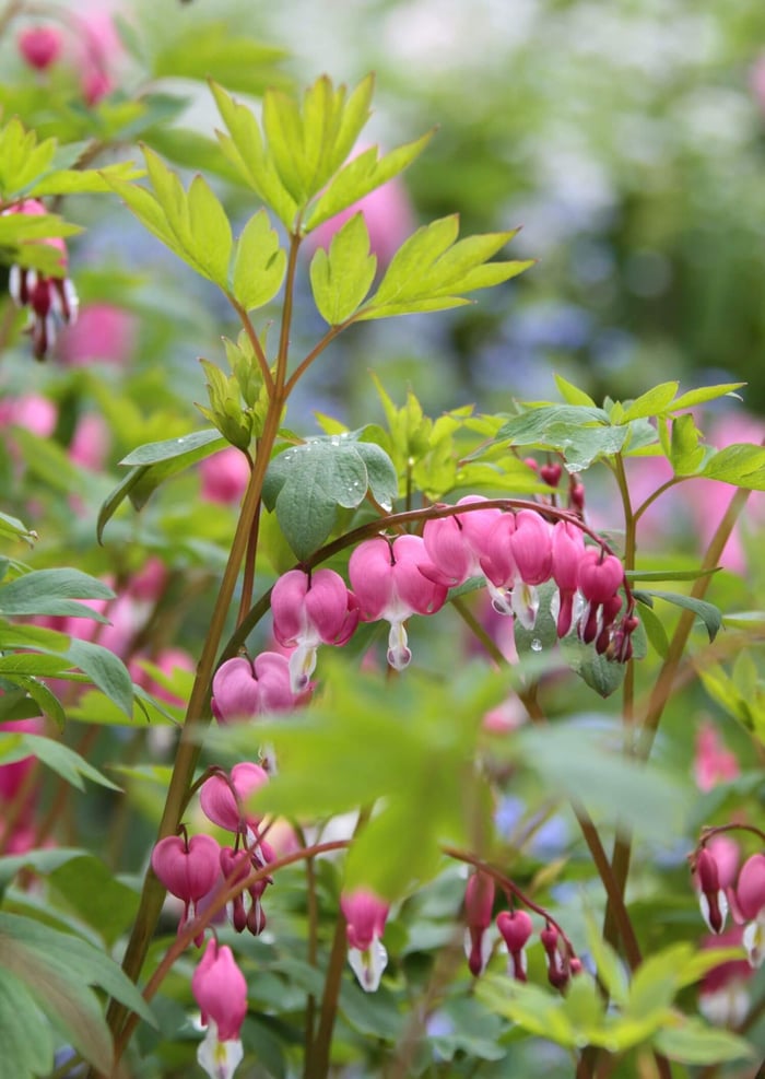 Plants for Your Flower Garden - Bleeding Heart - Longfield Gardens