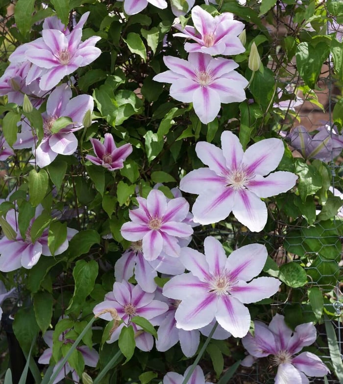 6-Tips-for-Growing-Clematis-Longfield-Gardens