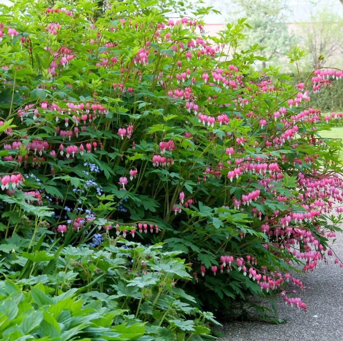 Plants for Your Flower Garden - Bleeding Heart - Longfield Gardens