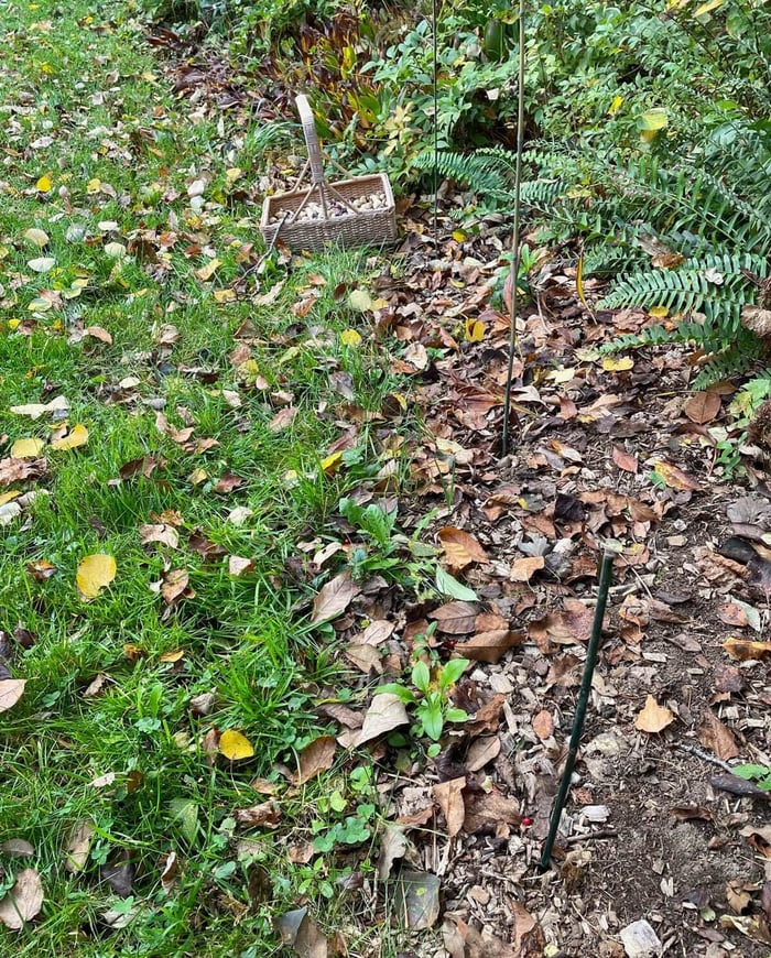 How to Plant a Carpet of Blue Spring Flowers - Longfield Gardens