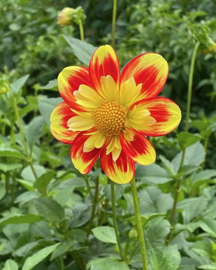 New Dahlias for 2023 - Longfield Gardens