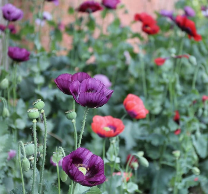 Design-Tips-for-Cottage-Gardens-Longfield-Gardens