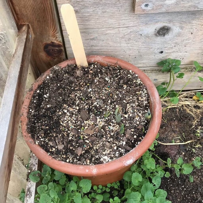 Tips for Growing Spring Bulbs in Containers - Longfield Gardens