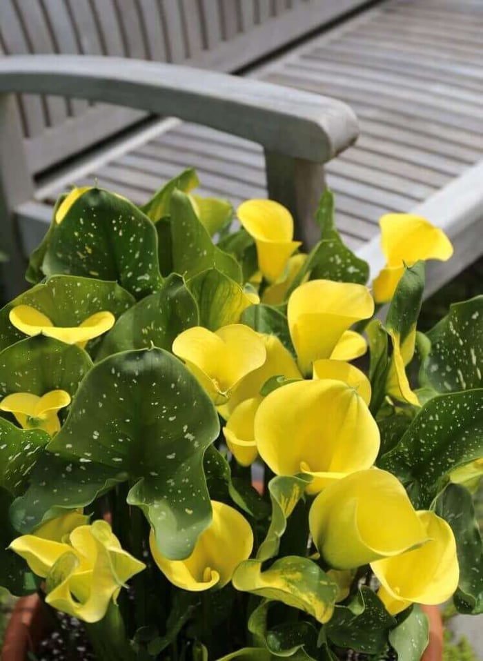 How to Use Yellow in Your Flower Garden - Longfield Gardens