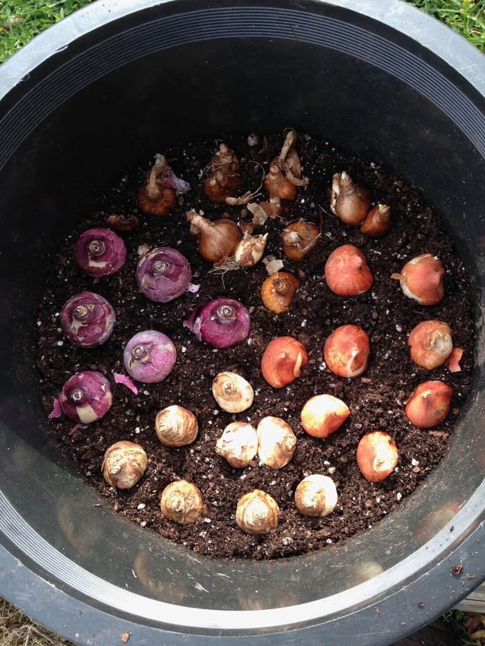 Time to Jump Start Your Tuberous Begonias - Longfield Gardens