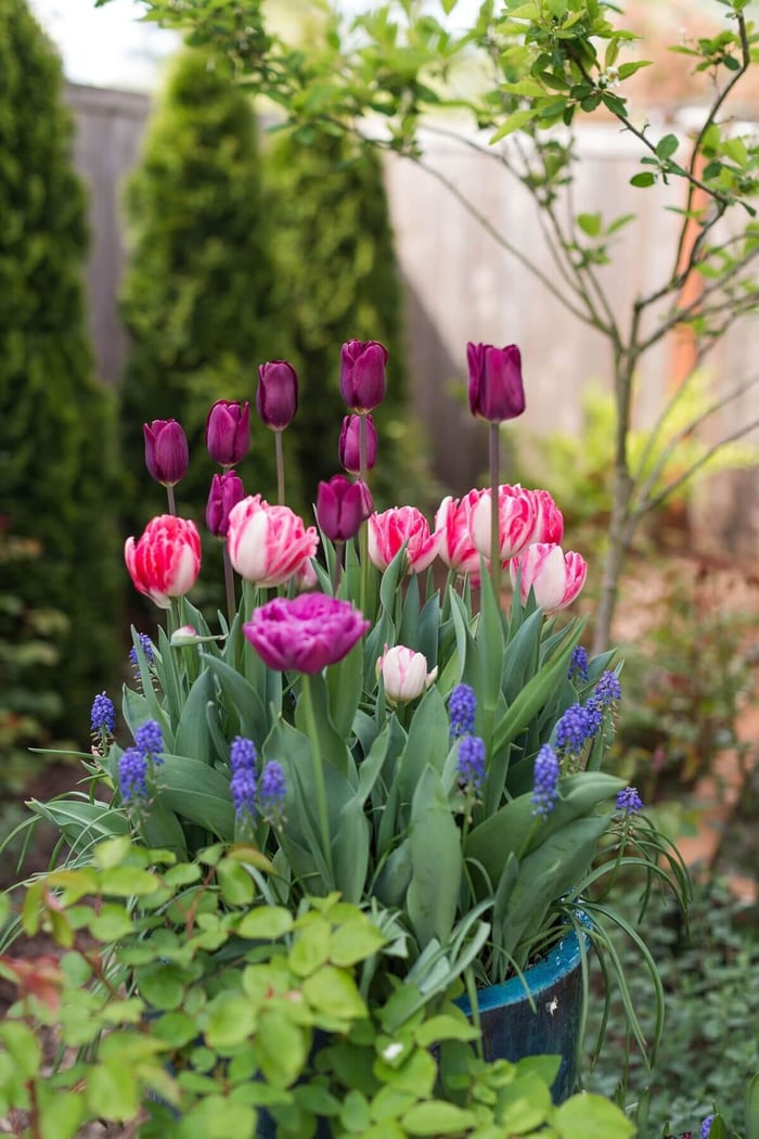 Celebrating-Spring-in-a-Backyard-Cutting-Garden-Longfield-Gardens