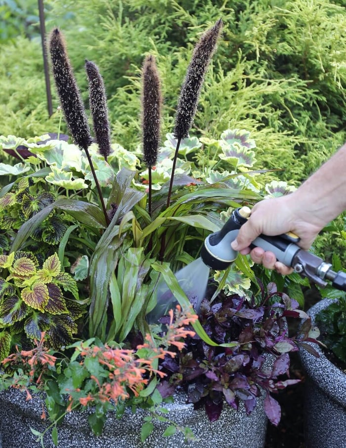 How to Help Your Flower Garden Beat the Heat - Longfield Gardens