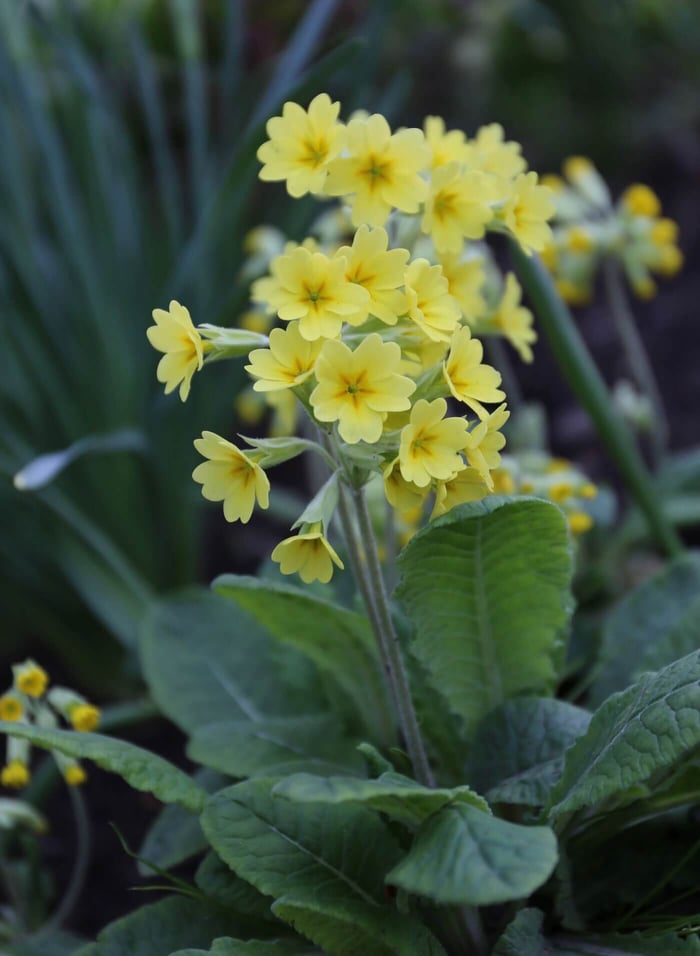 Perennials for Spring Gardens - Longfield Gardens
