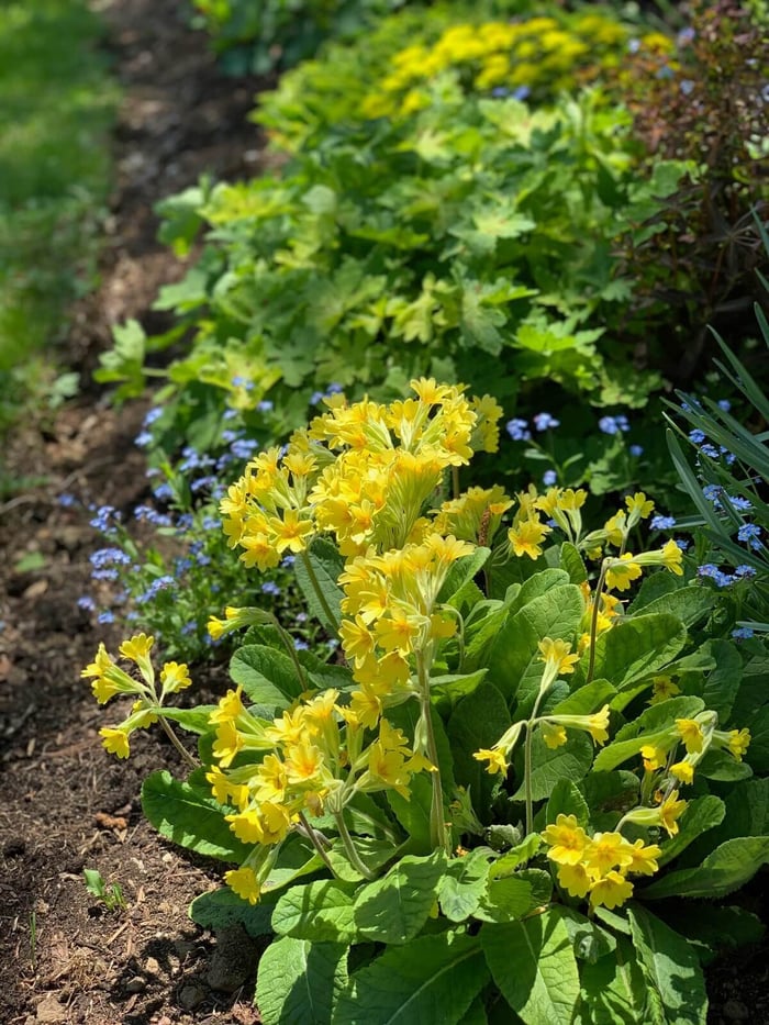 Companion Plants for Spring Bulbs - Longfield Gardens