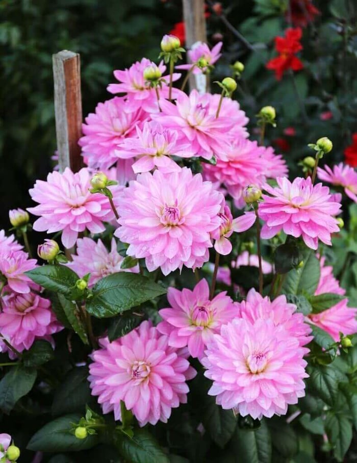 10 Questions About Growing Dahlias - Longfield Gardens