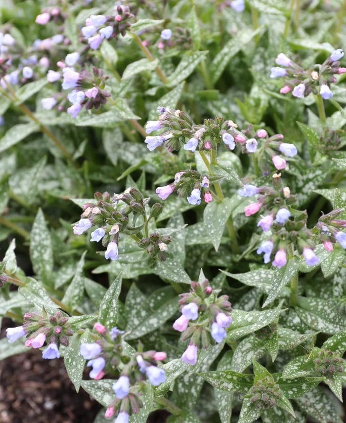 Perennials for Spring Gardens - Longfield Gardens