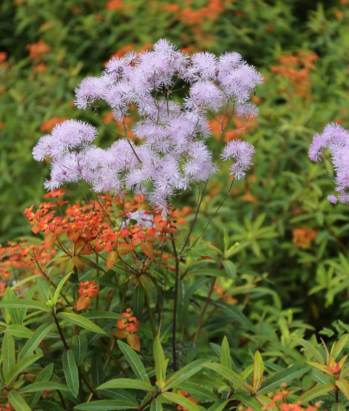 How to Use Purple Flowers in Your Garden - Longfield Gardens