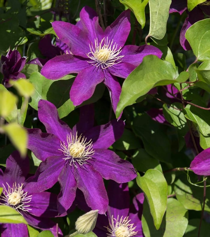 6-Tips-for-Growing-Clematis-Longfield-Gardens