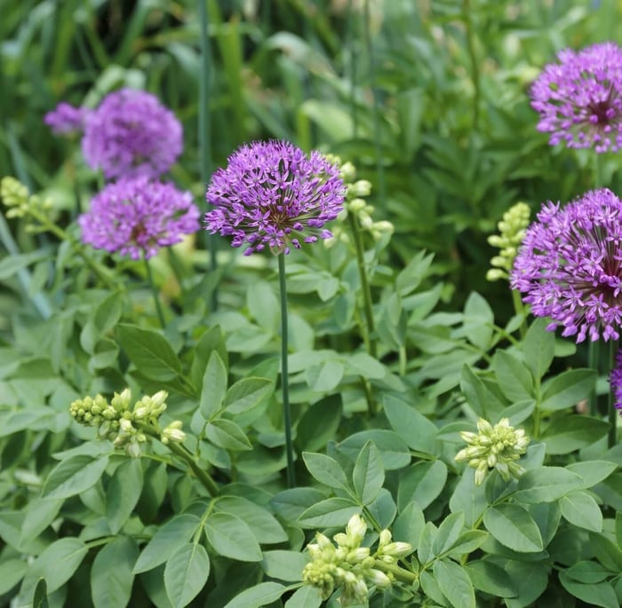How-to-Combine-Alliums-With-Perennials-Longfield-Gardens