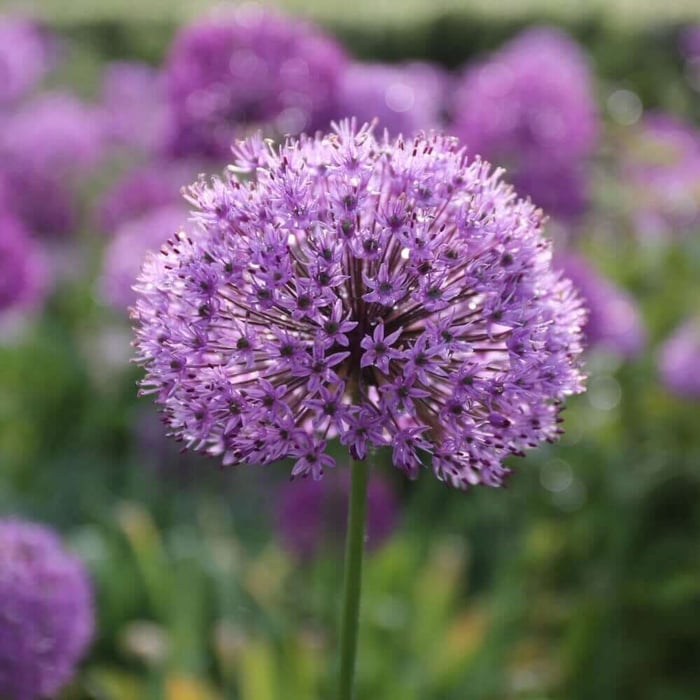 purple_sensation_1_c639dbe6-ac88-43dd-851f-d192d72f7345.jpg?v=1765906151