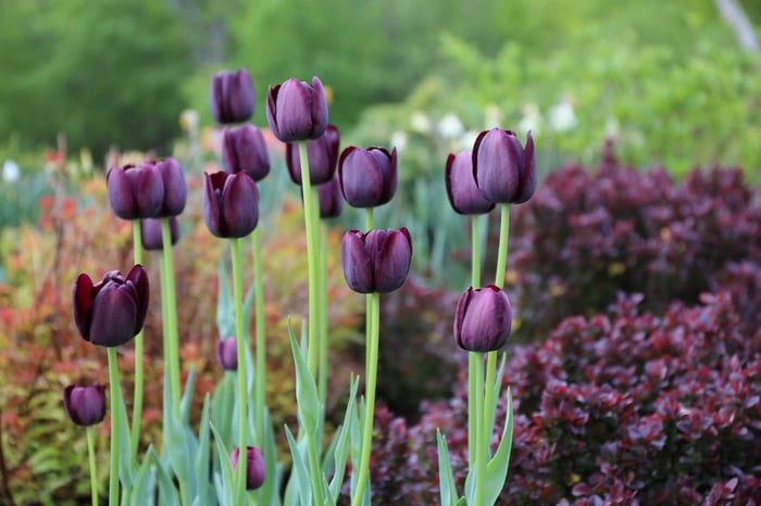 Frost-to-spring