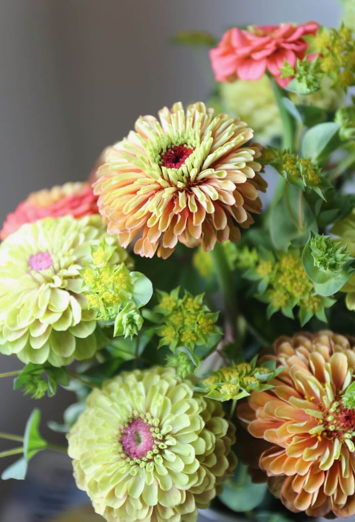 Cutting Garden Annuals to Grow from Seed - Longfield Gardens