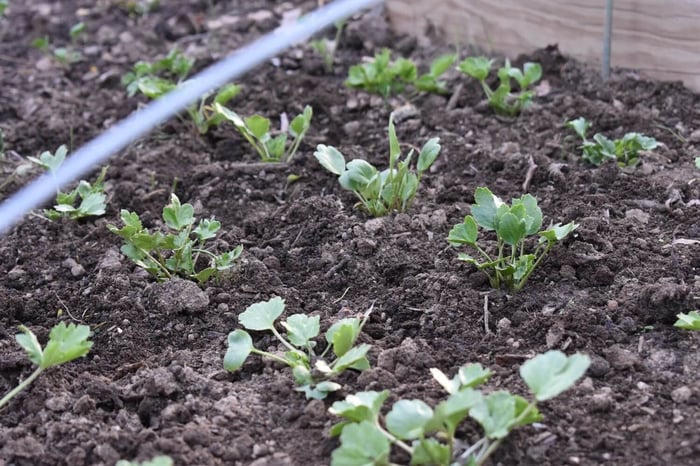 How to Grow Ranunculus in Zones 4-6 - Longfield Gardens