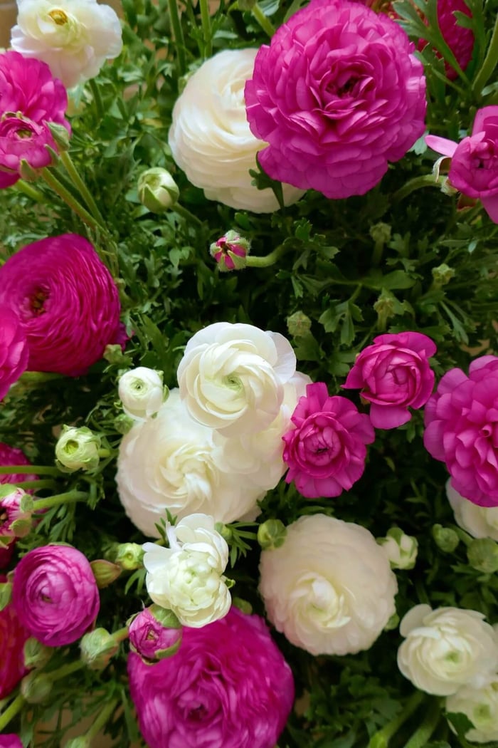 ranunculus-pink-and-white
