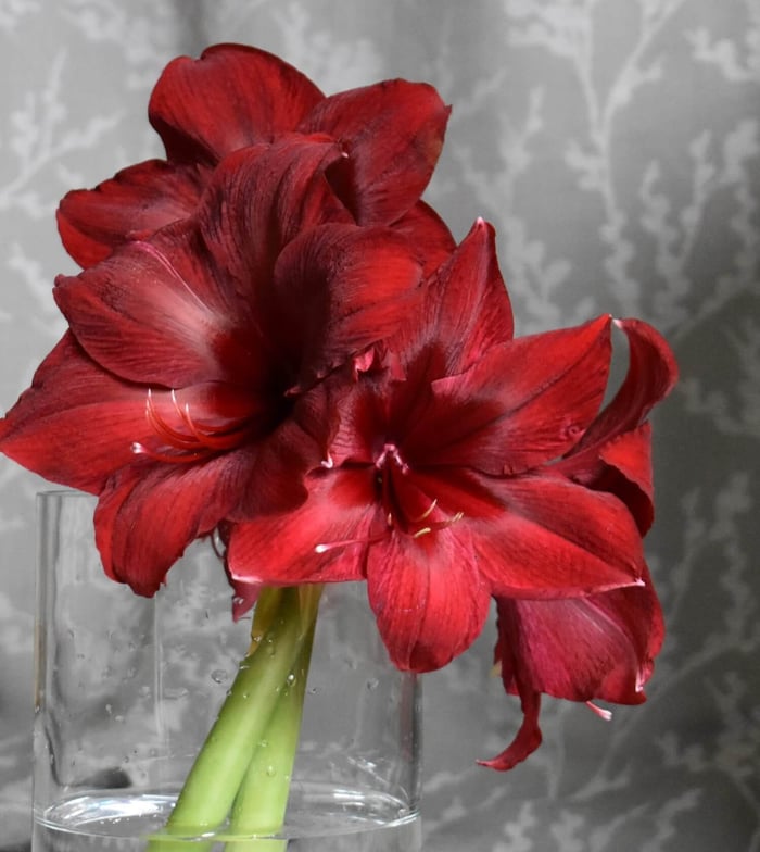 How to Use Amaryllis as Cut Flowers - Longfield Gardens
