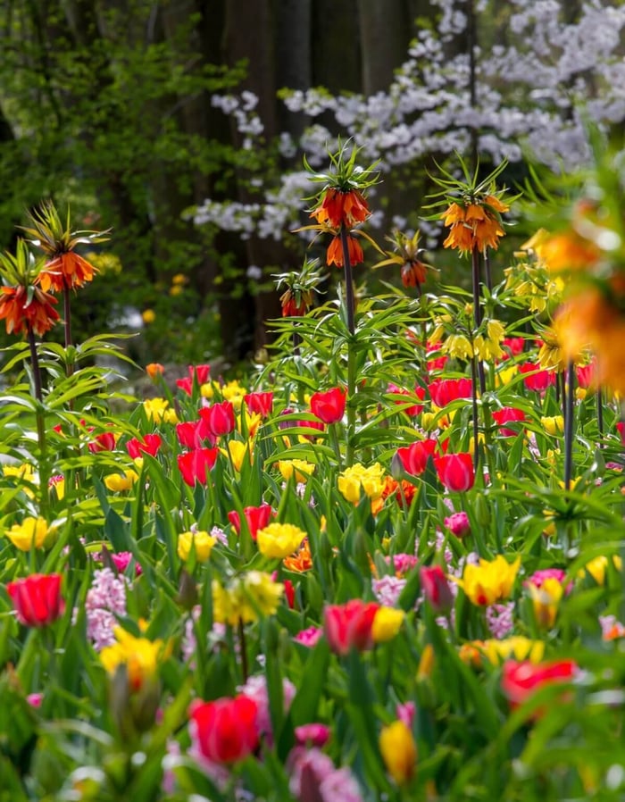 Spring is in Bloom at Keukenhof in Holland - Longfield Gardens