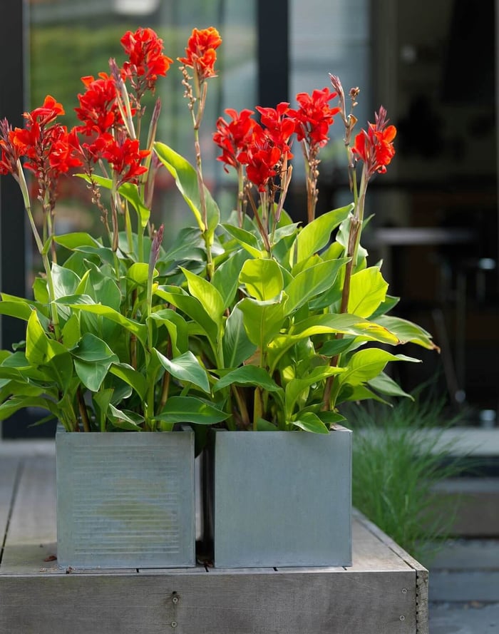 How to Use Red in Your Flower Garden - Longfield Gardens