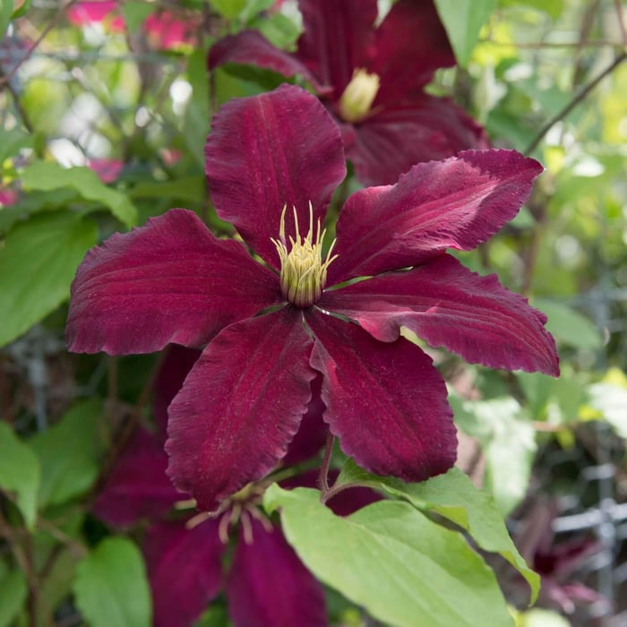 Give Your Garden a Lift With Clematis - Longfield Gardens