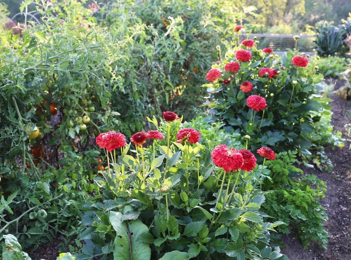 Flower Bulbs with Vegetables - Longfield Gardens