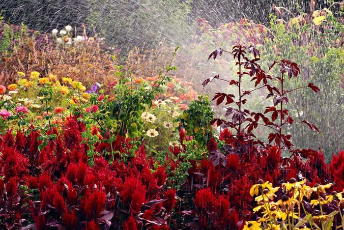 How to Help Your Flower Garden Beat the Heat - Longfield Gardens