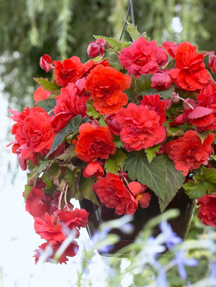 Time to Jump Start Your Tuberous Begonias - Longfield Gardens