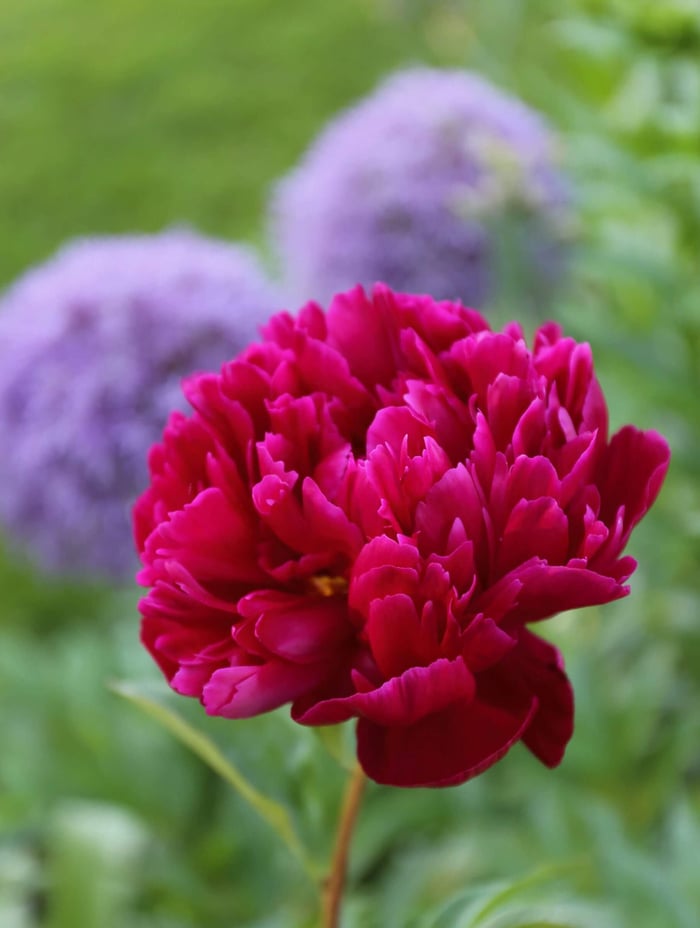 How to Use Red in Your Flower Garden - Longfield Gardens