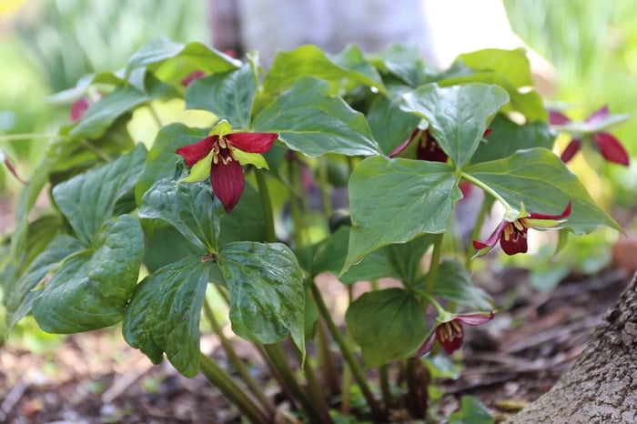 Welcome Spring With Trilliums - Longfield Gardens