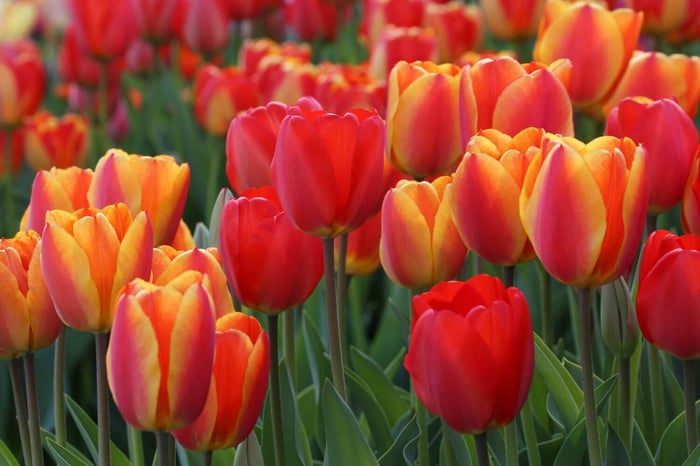 red-tulips