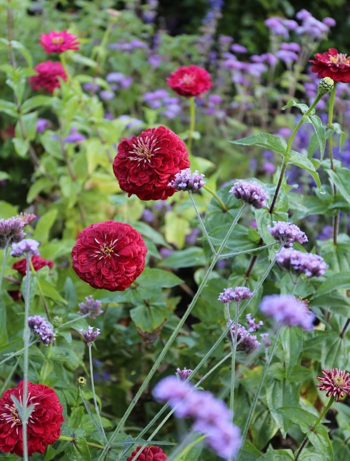 Design-Tips-for-Cottage-Gardens-Longfield-Gardens